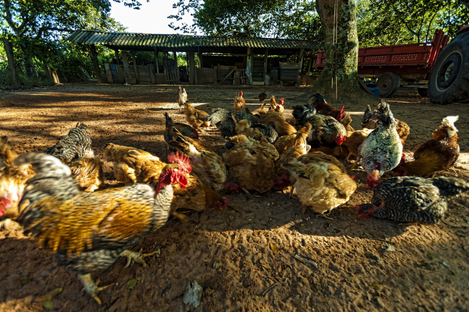 can-chickens-eat-hamburger