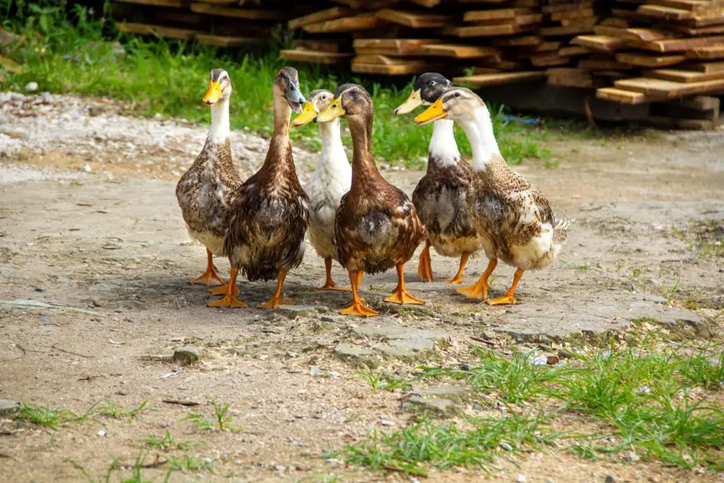 how-long-can-ducks-go-without-food-water